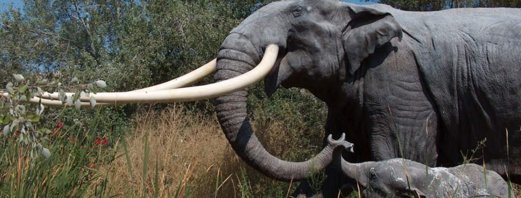 News & prioslav.ru: Исчезнувшие животные древнего мира - Слоны с прямым клыком в Европе