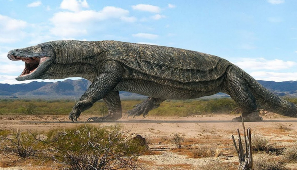 News & prioslav.ru: Исчезнувшие животные древнего мира - Мегалании, крупные ядовитые ящерицы в Австралии